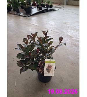 Weigela 'Alexandra'® C 2,5 L